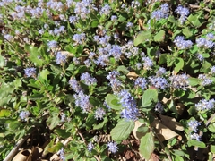 Ceanothus diversifolius