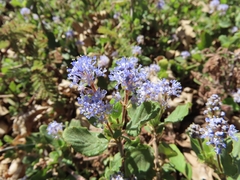 Ceanothus diversifolius