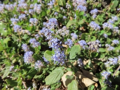 Ceanothus diversifolius