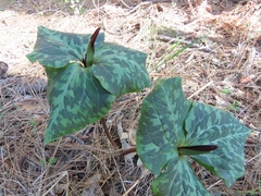 Trillium angustipetalum