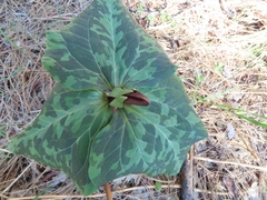 Trillium angustipetalum