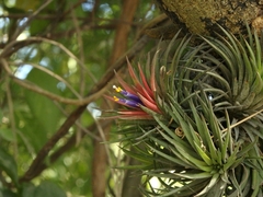 Tillandsia ionantha