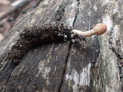 Cordyceps meneristitis