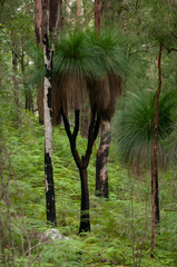 Xanthorrhoea malacophylla