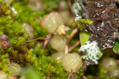 Bulbophyllum exiguum