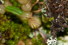 Bulbophyllum exiguum
