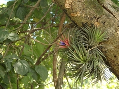 Tillandsia ionantha