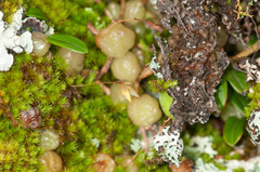Bulbophyllum exiguum