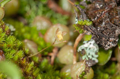 Bulbophyllum exiguum