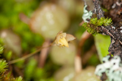 Bulbophyllum exiguum