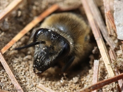 Colletes validus