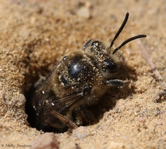 Colletes validus