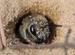 Colletes validus