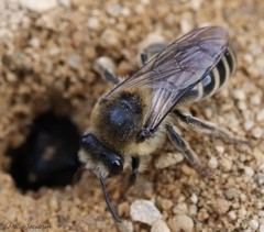 Colletes validus