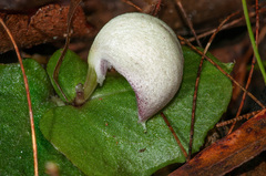Corybas barbarae