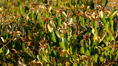 Croton pseudopulchellus