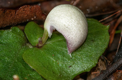 Corybas barbarae