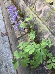 Corydalis cava