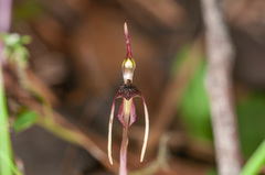 Chiloglottis diphylla