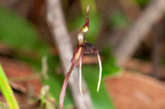 Chiloglottis diphylla