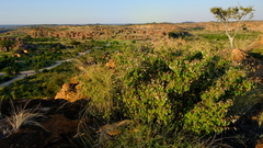 Croton pseudopulchellus