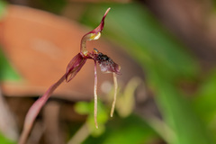 Chiloglottis diphylla