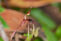 Chiloglottis diphylla