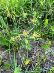 Cyperus floribundus