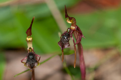 Chiloglottis diphylla