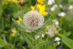 Centaurea uniflora