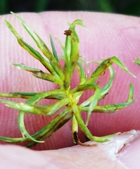 Cyperus floribundus