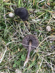 Entoloma perzonatum