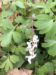 Corydalis cava