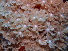 Clavularia