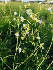 Mirabilis austrotexana