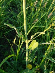 Mirabilis austrotexana