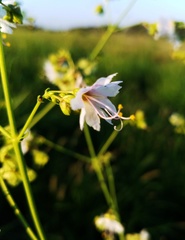 Mirabilis austrotexana
