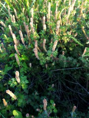 Acalypha radians