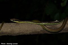Dendrelaphis cyanochloris