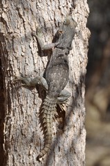 Oplurus cyclurus