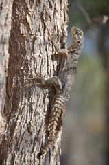 Oplurus cyclurus