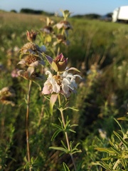 Monarda fruticulosa