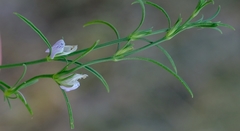 Justicia divaricata