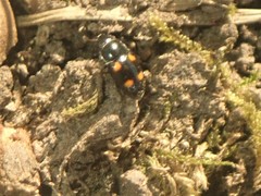 Glischrochilus hortensis