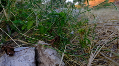 Justicia divaricata