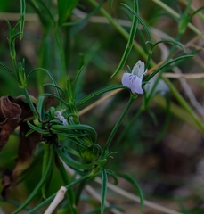 Justicia divaricata