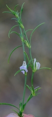 Justicia divaricata