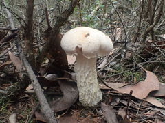 Austroboletus niveus