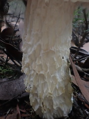 Austroboletus niveus