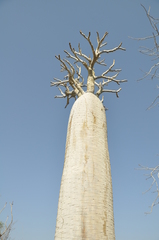 Pachypodium geayi image